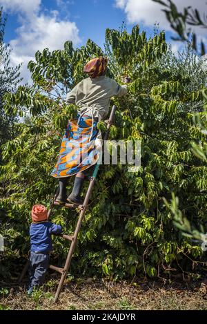 Une femme cueille des cerises mûres de café à la plantation de Mubuyu Farm, en Zambie. Cette méthode de récolte à la main appelée «cueillette sélective». Plus de 80 cueilleurs sont des travailleurs saisonniers du village le plus proche. Ils travaillent d'avril à septembre, pendant la saison sèche. Un travailleur peut cueillir 100 kilogrammes de cerises par jour. La ferme Mubuyu est le plus grand producteur de café en Zambie et le seul producteur privé. Il appartient à Willem Lublinkhof qui est venu au pays il y a 45 ans avec le service néerlandais de développement. Comme les produits du café ne sont pas très populaires chez les Zambiens, la majeure partie de ces produits est destinée à expo Banque D'Images