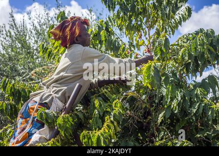 Une femme cueille des cerises mûres de café à la plantation de Mubuyu Farm, en Zambie. Cette méthode de récolte à la main appelée «cueillette sélective». Plus de 80 cueilleurs sont des travailleurs saisonniers du village le plus proche. Ils travaillent d'avril à septembre, pendant la saison sèche. Un travailleur peut cueillir 100 kilogrammes de cerises par jour. La ferme Mubuyu est le plus grand producteur de café en Zambie et le seul producteur privé. Il appartient à Willem Lublinkhof qui est venu au pays il y a 45 ans avec le service néerlandais de développement. Comme les produits du café ne sont pas très populaires chez les Zambiens, la majeure partie de ces produits est destinée à expo Banque D'Images