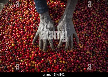 Les cueilleurs retirent de leur récolte quotidienne des grains de café et des débris non mûrs ou trop mûrs pour les préparer à la ferme de Mubuyu, en Zambie. La ferme Mubuyu est le plus grand producteur de café en Zambie et le seul producteur privé. Il appartient à Willem Lublinkhof qui est venu au pays il y a 45 ans avec le service néerlandais de développement. Comme les produits du café ne sont pas très populaires chez les Zambiens, la majeure partie de ces produits est destinée à l'exportation. Il y a aujourd'hui 65 hectares de terres sous la plantation de café au lieu de 300 hectares en 2009. Le directeur de la production de café lundi Chilanga dit que la principale reaso Banque D'Images