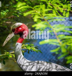 Un portrait de la grue sarus dans son habitat naturel Banque D'Images