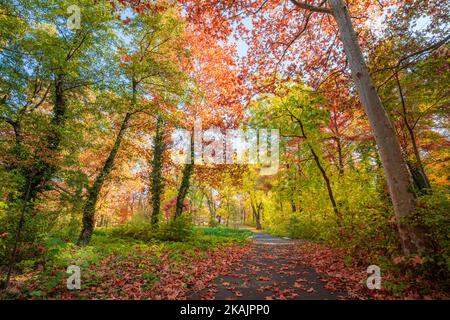 Incroyable nature forestière d'automne. Arbres et feuilles colorés avec ciel bleu ensoleillé. Paysage pittoresque et paisible du parc extérieur rural. Randonnée Banque D'Images