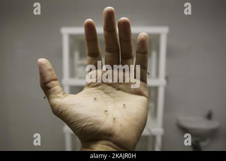 Un chercheur fait une démonstration en laissant toute la main des moustiques Aedes aegypti. À Recife, dans le nord-est du Brésil. Le 11 novembre 2016, l'Institut Butantan de São Paulo a mis au point le premier vaccin tétravalent brésilien contre la dengue et procède actuellement à des tests sur des volontaires pour garantir la qualité de la lutte contre l'épidémie. Séché par le moustique Aedes aegypti. Selon le ministère brésilien de la Santé, le nombre de cas de dengue a augmenté de 130% en deux semaines et dépasse 200 dossiers par heure dans le pays. (Photo de Diego Herculano/NurPhoto) *** Veuillez utiliser le crédit de Banque D'Images