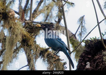 Un gros plan d'un oiseau jay de steller avec un écrou dans son bec perché sur une branche de mousse Banque D'Images