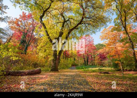 Incroyable nature forestière d'automne. Arbres et feuilles colorés avec ciel bleu ensoleillé. Paysage pittoresque et paisible du parc extérieur rural. Randonnée Banque D'Images