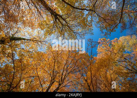Incroyable nature forestière d'automne. Arbres et feuilles colorés avec ciel bleu ensoleillé. Paysage pittoresque et paisible du parc extérieur rural. Randonnée Banque D'Images