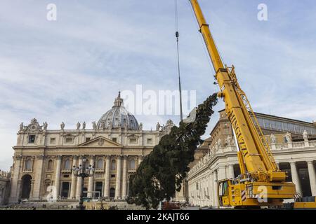 L'arbre de Noël du Vatican, en provenance de la région du Trentin, est soulevé sur la place Saint-Pierre dans la Cité du Vatican, au Vatican, sur 24 novembre 2016. L'arbre de cette année, qui mesure 25 mètres de haut, a été donné au Pape François de la région italienne de Trentin.(photo de Giuseppe Ciccia/NurPhoto) *** Veuillez utiliser le crédit du champ de crédit *** Banque D'Images