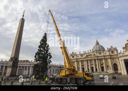 L'arbre de Noël du Vatican, en provenance de la région du Trentin, est soulevé sur la place Saint-Pierre dans la Cité du Vatican, au Vatican, sur 24 novembre 2016. L'arbre de cette année, qui mesure 25 mètres de haut, a été donné au Pape François de la région italienne de Trentin.(photo de Giuseppe Ciccia/NurPhoto) *** Veuillez utiliser le crédit du champ de crédit *** Banque D'Images