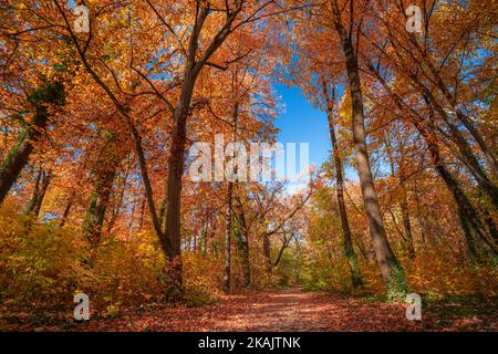 Incroyable nature forestière d'automne. Arbres et feuilles colorés avec ciel bleu ensoleillé. Paysage pittoresque et paisible du parc extérieur rural. Randonnée Banque D'Images
