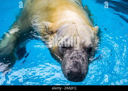 Les ours polaires Aurora et Peregrino vivent dans l'aquarium de São Paulo à Ipiranga, zone sud de la capitale, le 4 décembre 2016. Les ours polaires russes ont été déplacés à Sao Paulo comme les seuls membres de leur espèce dans le pays. Les quatre ours, qui pèsent ensemble 750 kilogrammes, sont gardés dans une zone spéciale contrôlée par le climat. Avant le déménagement, les deux vivaient ensemble dans un zoo de la ville russe de Kazan, mais selon les spécialistes, l'espace disponible était insuffisant pour permettre un développement adéquat. (Photo de Cris Faga/NurPhoto) *** Veuillez utiliser le crédit du champ de crédit *** Banque D'Images