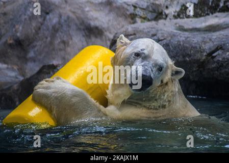 Les ours polaires Aurora et Peregrino vivent dans l'aquarium de São Paulo à Ipiranga, zone sud de la capitale, le 4 décembre 2016. Les ours polaires russes ont été déplacés à Sao Paulo comme les seuls membres de leur espèce dans le pays. Les quatre ours, qui pèsent ensemble 750 kilogrammes, sont gardés dans une zone spéciale contrôlée par le climat. Avant le déménagement, les deux vivaient ensemble dans un zoo de la ville russe de Kazan, mais selon les spécialistes, l'espace disponible était insuffisant pour permettre un développement adéquat. (Photo de Cris Faga/NurPhoto) *** Veuillez utiliser le crédit du champ de crédit *** Banque D'Images