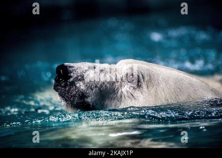 Les ours polaires Aurora et Peregrino vivent dans l'aquarium de São Paulo à Ipiranga, zone sud de la capitale, le 4 décembre 2016. Les ours polaires russes ont été déplacés à Sao Paulo comme les seuls membres de leur espèce dans le pays. Les quatre ours, qui pèsent ensemble 750 kilogrammes, sont gardés dans une zone spéciale contrôlée par le climat. Avant le déménagement, les deux vivaient ensemble dans un zoo de la ville russe de Kazan, mais selon les spécialistes, l'espace disponible était insuffisant pour permettre un développement adéquat. (Photo de Cris Faga/NurPhoto) *** Veuillez utiliser le crédit du champ de crédit *** Banque D'Images