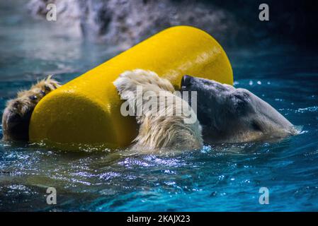 Les ours polaires Aurora et Peregrino vivent dans l'aquarium de São Paulo à Ipiranga, zone sud de la capitale, le 4 décembre 2016. Les ours polaires russes ont été déplacés à Sao Paulo comme les seuls membres de leur espèce dans le pays. Les quatre ours, qui pèsent ensemble 750 kilogrammes, sont gardés dans une zone spéciale contrôlée par le climat. Avant le déménagement, les deux vivaient ensemble dans un zoo de la ville russe de Kazan, mais selon les spécialistes, l'espace disponible était insuffisant pour permettre un développement adéquat. (Photo de Cris Faga/NurPhoto) *** Veuillez utiliser le crédit du champ de crédit *** Banque D'Images