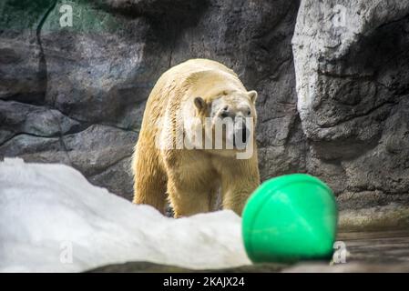 Les ours polaires Aurora et Peregrino vivent dans l'aquarium de São Paulo à Ipiranga, zone sud de la capitale, le 4 décembre 2016. Les ours polaires russes ont été déplacés à Sao Paulo comme les seuls membres de leur espèce dans le pays. Les quatre ours, qui pèsent ensemble 750 kilogrammes, sont gardés dans une zone spéciale contrôlée par le climat. Avant le déménagement, les deux vivaient ensemble dans un zoo de la ville russe de Kazan, mais selon les spécialistes, l'espace disponible était insuffisant pour permettre un développement adéquat. (Photo de Cris Faga/NurPhoto) *** Veuillez utiliser le crédit du champ de crédit *** Banque D'Images