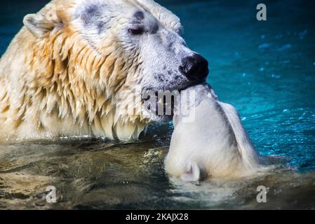 Les ours polaires Aurora et Peregrino vivent dans l'aquarium de São Paulo à Ipiranga, zone sud de la capitale, le 4 décembre 2016. Les ours polaires russes ont été déplacés à Sao Paulo comme les seuls membres de leur espèce dans le pays. Les quatre ours, qui pèsent ensemble 750 kilogrammes, sont gardés dans une zone spéciale contrôlée par le climat. Avant le déménagement, les deux vivaient ensemble dans un zoo de la ville russe de Kazan, mais selon les spécialistes, l'espace disponible était insuffisant pour permettre un développement adéquat. (Photo de Cris Faga/NurPhoto) *** Veuillez utiliser le crédit du champ de crédit *** Banque D'Images