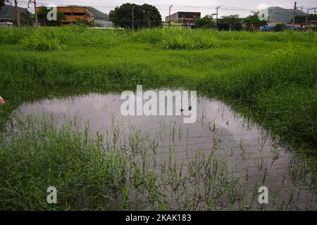 Au Brésil, la saison des pluies commence à l'approche de l'été. L'eau de pluie s'accumule dans les flaques et les déchets rejetés irrégulièrement sur les rails de la ville, ce qui augmente la population de moustiques capables de transmettre des maladies. Selon les données du Ministère de la Santé, en 2016 1 946 765, des cas de dengue, de virus Zika et de Chikungunya ont été enregistrés, ce qui a causé la mort de 734 personnes. Dans cette image, il est possible de voir les ordures et l'eau accumulée sur les voies ferrées qui transportent des passagers dans la région métropolitaine de Rio de Janeiro le 15 décembre 2016. Les déchets et le gommage accumulent les résidus Banque D'Images