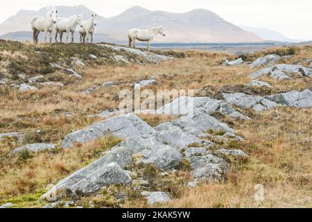 Vue sur les chevaux sur la route 341 de la Wild Atlantic Way, près du village d'Errislannon, dans le Connemara. Le mardi 3 janvier 2017, à Errislannon, Connemara, comté de Galway, Irlande. (Photo par Artur Widak/NurPhoto) *** Veuillez utiliser le crédit du champ de crédit *** Banque D'Images