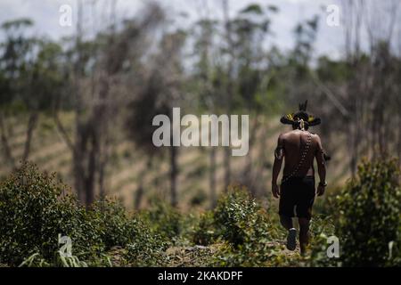 Le Cacique Nelson, de la tribu des Guaranis, se promène dans une zone déboisée de l'ancienne forêt atlantique. 26 janvier 2017. Les Indiens Guarani du village indigène TRS Palmeiras tentent de reboiser la région de la forêt atlantique dévastée depuis longtemps par une usine de pâte dans la zone rurale d'Aracruz, Espirito Santo, dans le sud-est du Brésil. (Photo de Diego Herculano/NurPhoto) *** Veuillez utiliser le crédit du champ de crédit *** Banque D'Images