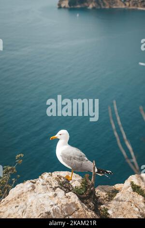 Un mouette sur la roche avec un fond de rivage et de paysage urbain, vertical Banque D'Images