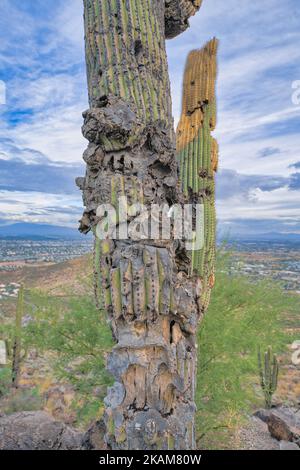 Decaying partie d'un cactus saguaro à Tucson, Arizona. Gros plan d'un cactus en train de mourir contre la vue d'une colline et d'un champ d'en dessous et du ciel à l'arrière-plan Banque D'Images