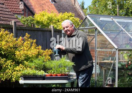 Homme âgé ou âgé arroser des plantes dans des plateaux prêts à se départir dans son jardin. Croissance des plantes. Banque D'Images