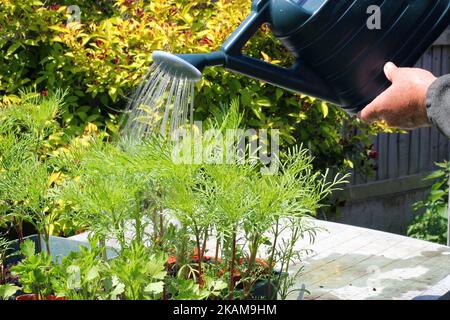 Gros plan d'une personne avec un arrosoir arrosoir arroser des semis dans un plateau prêt à planter au printemps. Banque D'Images