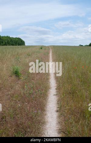 North Downs Way sentier à travers le champ des herbes et des fleurs sauvages en été - Kent, Angleterre, Royaume-Uni Banque D'Images