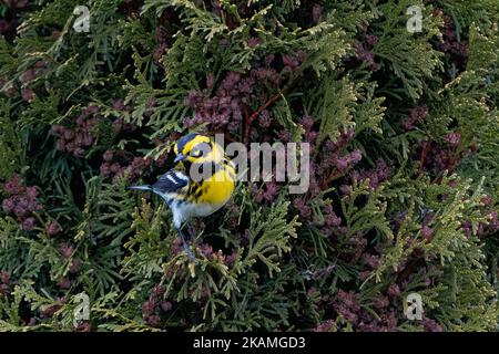 Une mignonne paruline Blackburnienne (Setophaga fusca) reposant sur une branche d'arbre Banque D'Images