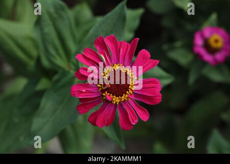 Fleur naturelle isolée de zinnia sur fond vert. Banque D'Images