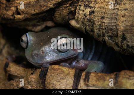 Portrait détail d'une grenouille d'arbre vert australien (Ranoidea caerulea) hidant dans un arbre. Banque D'Images
