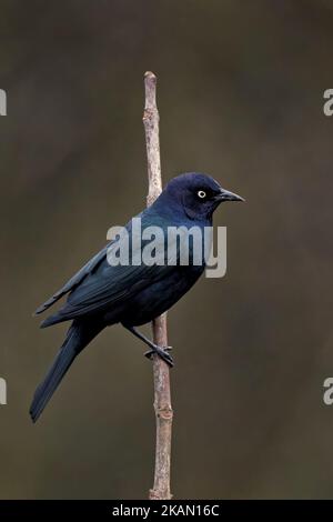 Un cliché vertical d'un blackbird de Brewer sur une branche - Euphagus cyanocephalus Banque D'Images