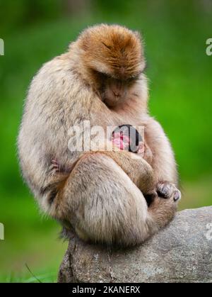 Un macaque de Barbarie (Macaca sylvanus) assis sur un rocher tenant son bébé sur un fond naturel flou Banque D'Images