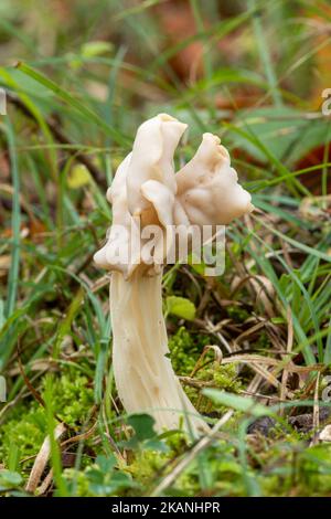 Champignon de selle blanche (Helvella crispa), également appelé selle d'ailfin ou helvel commun, un tabouret d'ascomycète poussant dans les bois pendant l'automne Angleterre Royaume-Uni Banque D'Images