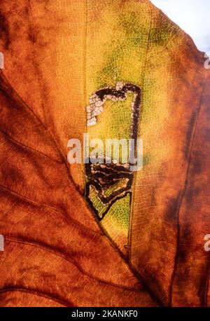 Stigmella tititirella, galerie de mines de feuilles de la teigne de l'extraction des feuilles sur la feuille de hêtre européen (Fagus sylvatica) pendant l'automne, Angleterre, Royaume-Uni Banque D'Images