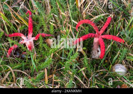 Les doigts du diable champignon champignons (Clathrus archeri), un tabouret rouge vif non indigène également appelé octopus stinhorn, Surrey, Angleterre, Royaume-Uni Banque D'Images