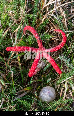 Les doigts du diable champignon champignons (Clathrus archeri), un tabouret rouge vif non indigène également appelé octopus stinhorn, Surrey, Angleterre, Royaume-Uni Banque D'Images