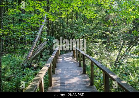 Zone de Bialowieza la réserve de biosphère de la forêt est vue à Bialoweza, en Pologne, sur 15 juin 2017. La forêt de Bialowieza est l'une des dernières et des plus grandes parties restantes de l'immense forêt primitive qui s'étendait autrefois à travers la plaine européenne. La forêt abrite 800 bisons européens, l'animal terrestre le plus lourd d'Europe. (Photo de Michal Fludra/NurPhoto) *** Veuillez utiliser le crédit du champ de crédit *** Banque D'Images