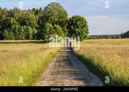 Zone de Bialowieza la réserve de biosphère de la forêt est vue à Bialoweza, en Pologne, sur 15 juin 2017. La forêt de Bialowieza est l'une des dernières et des plus grandes parties restantes de l'immense forêt primitive qui s'étendait autrefois à travers la plaine européenne. La forêt abrite 800 bisons européens, l'animal terrestre le plus lourd d'Europe. (Photo de Michal Fludra/NurPhoto) *** Veuillez utiliser le crédit du champ de crédit *** Banque D'Images