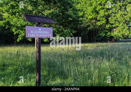 Zone de Bialowieza la réserve de biosphère de la forêt est vue à Bialoweza, en Pologne, sur 15 juin 2017. La forêt de Bialowieza est l'une des dernières et des plus grandes parties restantes de l'immense forêt primitive qui s'étendait autrefois à travers la plaine européenne. La forêt abrite 800 bisons européens, l'animal terrestre le plus lourd d'Europe. (Photo de Michal Fludra/NurPhoto) *** Veuillez utiliser le crédit du champ de crédit *** Banque D'Images