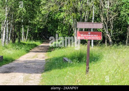 Zone de Bialowieza la réserve de biosphère de la forêt est vue à Bialoweza, en Pologne, sur 15 juin 2017. La forêt de Bialowieza est l'une des dernières et des plus grandes parties restantes de l'immense forêt primitive qui s'étendait autrefois à travers la plaine européenne. La forêt abrite 800 bisons européens, l'animal terrestre le plus lourd d'Europe. (Photo de Michal Fludra/NurPhoto) *** Veuillez utiliser le crédit du champ de crédit *** Banque D'Images