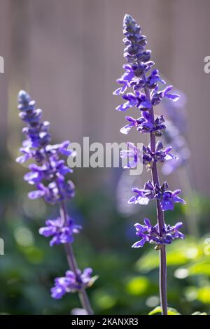 Un gros plan vertical d'une Salvia farinacea, la sauge bleue de Salvia fleurit sous la lumière du soleil Banque D'Images