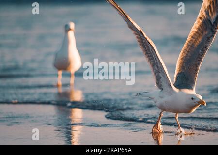Un gros plan de deux mouettes qui prennent le vol d'un bord de mer Banque D'Images