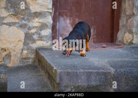 un dachshund se tient sur un porche rocheux Banque D'Images