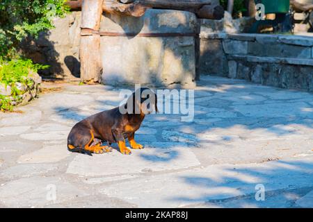 un petit dachshund se tient sur un porche rocheux Banque D'Images