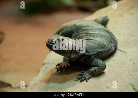 lézard à queue épineuse Banque D'Images