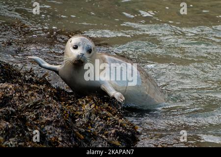 Une photo d'un joli et mignon phoque gris à moitié couvert dans l'eau nageant aux rochers de la mer Banque D'Images