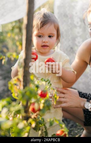 Jeune mère avec sa petite fille cueillant les fruits de tomates et jouer en serre, village, agriculture, peu d'aide. La nourriture en pleine croissance. Nature Banque D'Images