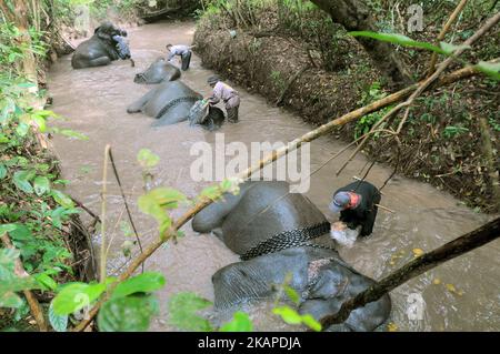 L'unité de réponse à l'éléphant de mahout (ERU) a escorté des éléphants apprivoés jusqu'à la rivière pour être nettoyés après une patrouille à l'éléphant sauvage en chemin du parc national de Kambas, Lampung, Sumatera, Indonésie sur 30 juillet,2017. L'unité d'intervention en cas d'éléphant (UER) leur travail aide non seulement à atténuer le conflit entre l'homme et l'éléphant, mais contribue également à protéger le parc national Kambas de ses activités illégales et assure la survie de la population d'éléphants de Sumatran aujourd'hui. Avec trois postes de surveillance à Bungur, Tegal Yoso et Mraghayu ERU, des patrouilles de surveillance régulières sont effectuées à l'intérieur et le long du dortoir du parc national. Dasril Roszandi (photo Banque D'Images