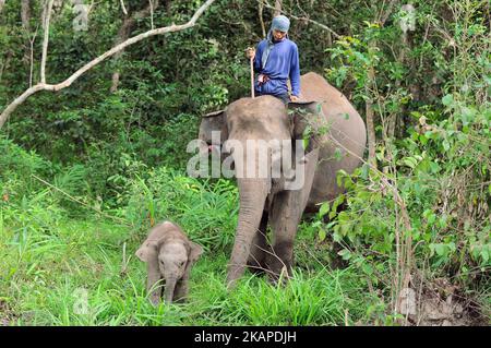 L'unité de réponse à l'éléphant de mahout (ERU) a escorté des éléphants apprivoés jusqu'à la rivière pour être nettoyés après une patrouille à l'éléphant sauvage en chemin du parc national de Kambas, Lampung, Sumatera, Indonésie sur 30 juillet,2017. L'unité d'intervention en cas d'éléphant (UER) leur travail aide non seulement à atténuer le conflit entre l'homme et l'éléphant, mais contribue également à protéger le parc national Kambas de ses activités illégales et assure la survie de la population d'éléphants de Sumatran aujourd'hui. Avec trois postes de surveillance à Bungur, Tegal Yoso et Mraghayu ERU, des patrouilles de surveillance régulières sont effectuées à l'intérieur et le long du dortoir du parc national. Dasril Roszandi (photo Banque D'Images