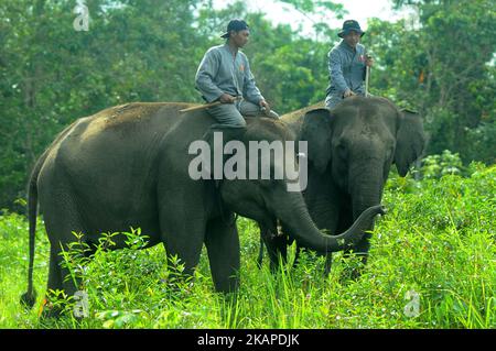 L'unité de réponse à l'éléphant de mahout (ERU) a escorté des éléphants apprivoés jusqu'à la rivière pour être nettoyés après une patrouille à l'éléphant sauvage en chemin du parc national de Kambas, Lampung, Sumatera, Indonésie sur 30 juillet,2017. L'unité d'intervention en cas d'éléphant (UER) leur travail aide non seulement à atténuer le conflit entre l'homme et l'éléphant, mais contribue également à protéger le parc national Kambas de ses activités illégales et assure la survie de la population d'éléphants de Sumatran aujourd'hui. Avec trois postes de surveillance à Bungur, Tegal Yoso et Mraghayu ERU, des patrouilles de surveillance régulières sont effectuées à l'intérieur et le long du dortoir du parc national. Dasril Roszandi (photo Banque D'Images