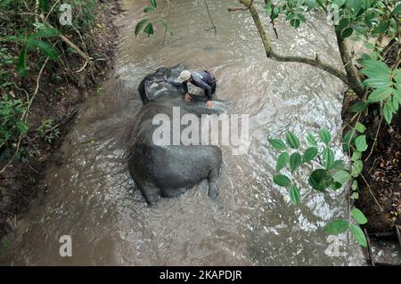 L'unité de réponse à l'éléphant de mahout (ERU) a escorté des éléphants apprivoés jusqu'à la rivière pour être nettoyés après une patrouille à l'éléphant sauvage en chemin du parc national de Kambas, Lampung, Sumatera, Indonésie sur 30 juillet,2017. L'unité d'intervention en cas d'éléphant (UER) leur travail aide non seulement à atténuer le conflit entre l'homme et l'éléphant, mais contribue également à protéger le parc national Kambas de ses activités illégales et assure la survie de la population d'éléphants de Sumatran aujourd'hui. Avec trois postes de surveillance à Bungur, Tegal Yoso et Mraghayu ERU, des patrouilles de surveillance régulières sont effectuées à l'intérieur et le long du dortoir du parc national. Dasril Roszandi (photo Banque D'Images